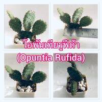 กระบองเพชร แคคตัส โอพันเทียรูฟีด้า (Opuntia Rufida)