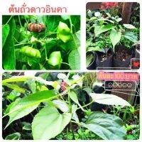 ต้นถั่วดาวอินคา สรรพคุณไม่ธรรมดา เป็นพืชที่ควรค่าต่อสุขภาพ