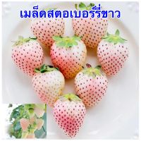 เมล็ดสตอเบอร์รี่ขาว 100 เมล็ด