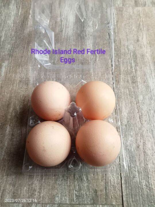 Rhode Island Red Fertile Eggs Lazada PH