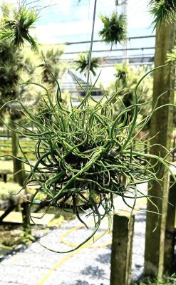 Tillandsia bulbosa ball shape ทรงกลม