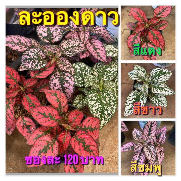 เมล็ดพันธุ์ละอองดาว-สีแดง-1-ซองบรรจุ-100-เมล็ด-ความงอก-85-95