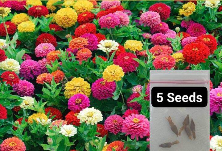 Zinnia seeds F1 Dreamland Mix for planting (5 Seeds) | Lazada PH