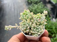 Echeveria prolifica ไม้อวบนำ้ น่ารักๆ กระถาง 2 นิ้ว