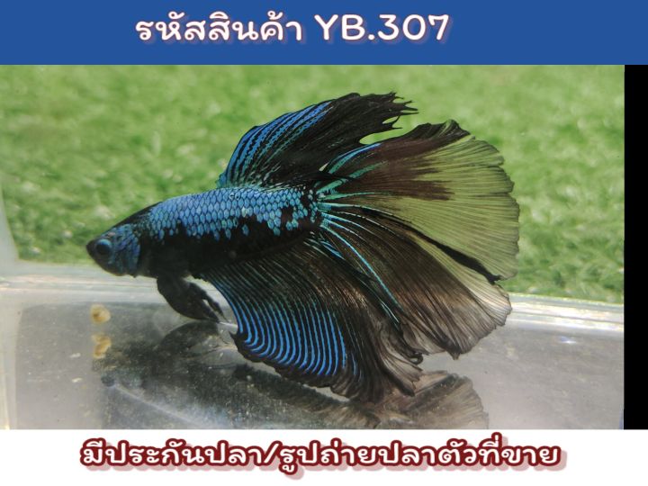 ปลากัดฮาฟมูนแฟนซี-เพศผู้