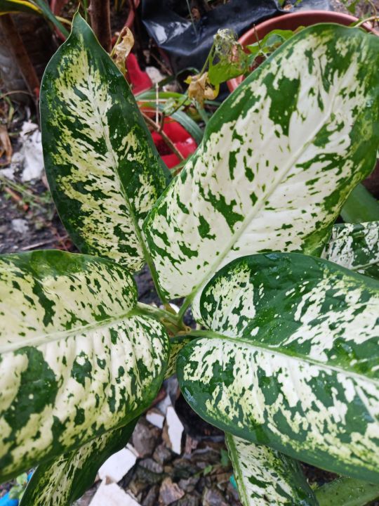 Aglaonema Modestum | Lazada PH