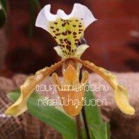 รองเท้านารีอินทนนท์ลาว (paphiopedilum gratrixianum var. christensonianum)