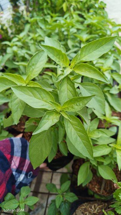 Lemon Mint Mentha citrata herb seedlings | Lazada PH