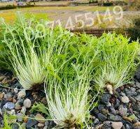 เมล็ดสลัดเอนไดว์ ไฟร์ซี(Endive Frisee) 200เมล็ด(ฟรีคู่มือ)