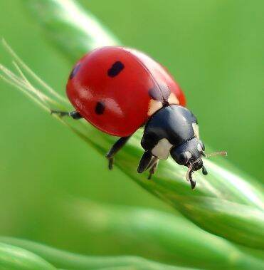 pre order random ladybird specimen, real specimen | Lazada