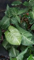 เงินไหลมาใบลูกศรSyngonium podophyllum(ส่งพร้อมกระถาง)เงินไหลมามีถิ่นแทบกำเนิดในทวีปอเมริกาใต้..เป็นพืชไม้เลื้อยเล้ยงง่ายโตไวถ้ามีเสาหลักหรือที่ยึดเกาะเช่นพันรอบต้นไม้ระแนงรั้วก็จะทำให้ใบใหญ่ใบสวยชอบน้ำชอบร่มรำไรไว้ในที่ร่มได้