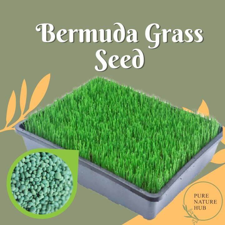 Premium Bermuda Grass Seed Carpet Home Grass Biji Benih Rumput Bermuda
