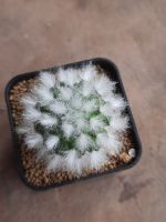 แมมขนแกะ (mammillaria bocasana cv. multilanata) แกะแท้ ขนสวยมากกกกก ขนาด 4 cm ไม้เมล็ด