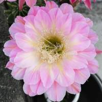 กระบองเพชร cactus โบลิเวียหน่อเด็ดสด Echinopsis EA1SR21 สีสวยหวานนานๆ  ขนาด  3 ซม.-4 ซม. #Echinopsis