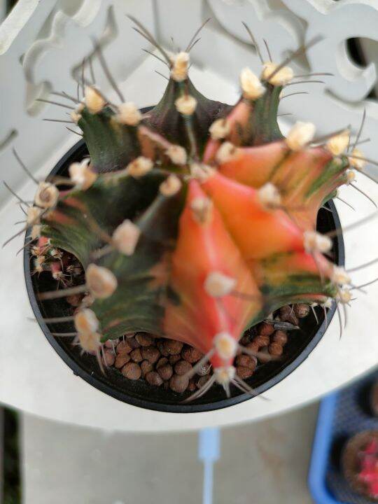 กระบองเพชร-แคคตัส-ยิมโนด่าง-gymnocalycium-อยู่ในกระถาง-3-นิ้ว-พร้อมส่ง