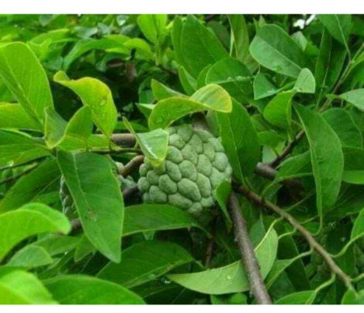 Fresh Atis Leaves/available in 50leaves/per pack | Lazada PH