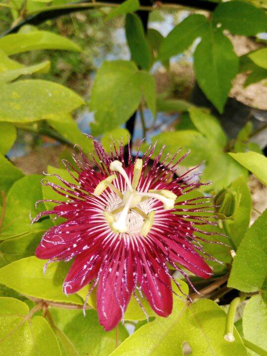 Red passion Flower plant with FREE fertilizer and pot Lazada PH