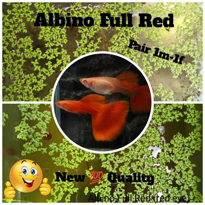 Grass Decoration for ( AFR Pair ) with Freebies,BBS, po1 fish food ,plants ,daphnia, acquarium