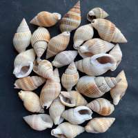 เปลือกหอยทะเลสีขาวขนาดเล็ก 50g small white sea snail shell 2-3cm da hui mi