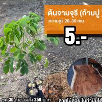 ต้นจามจุรี1ชุด(10ต้น)