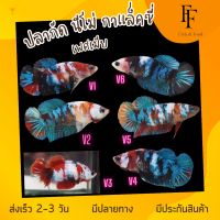 ปลากัด กาแล็คซี่ เพศเมีย ไข่แน่น พร้อมรัด V 1-V6 สำหรับเพาะพันธุ์ มีประกันสินค้า มีปลายทาง