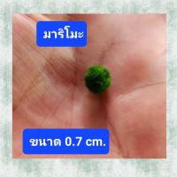 สาหร่ายมาริโมะเสริมดวง น่ารัก ขนาด0.7 cm.ต้นไม้น้ำ