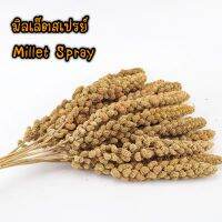 มิลเล็ตสเปรย์ Millet Spray [800กรัม] อาหารนก หนูแฮมสเตอร์ นกแก้ว ยาวประมาณ20-30ซม. (จริงๆเกือบถึง1กิโลกรัม เผื่อบางเส้นไม่สวย)