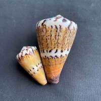 Captain Cone Conch หอยสังข์หายาก3-4cm chuan zhang