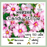 เมล็ดพันธุ์ Cosmos Candy Stripe บรรจุ 150 เมล็ด เมล็ดพันธุ์แท้นำเข้าจากต่างประเทศ