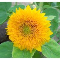 เมล็ดพันธุ์ ทานตะวันเท็ดดี้ (Teddy Bear Sunflower Seed) บรรจุ 10 เมล็ด