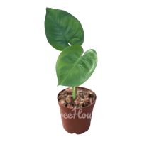 มอนสเตอร่าใบยังไม่ฉีก กระถาง 5 นิ้ว(Monstera deliciosa) Pot”5