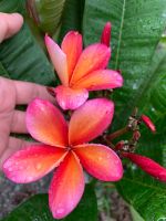 ต้นลีลาวดีแคระ ( Plumeria ) ลีลาวดี สีส้ม (ส้มสามโก้) เป็นลีลาวดีแฟนซี 2 สายพันธุ์ในต้นเดียวกัน ส้มสามโก้กับเหลืองลูกไม้ ต้นสูง 50-65 ซม.กระถาง 10 นิ้ว ฟอร์มต้นเตี้ยแบบคอมแพ็ค ให้ดอกง่ายออกเป็นช่อมีกลิ่นหอม เหมาะจะปลูกในกระถางหรือบริเวณบ้านที่มีพื้น