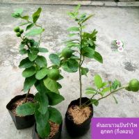 ต้นมะนาวแป้นรำไพ lime tree ถุงเพาะ 5" ลูกดก ผลดก เพาะจากกิ่งตอน