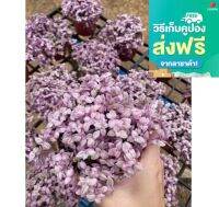 ริบบิ้นชาลี หรือ Callisia repens ส่งแบบในรูป กระถาง 4 นิ้ว ??เป็นไม้พุ่มขนาดเล็ก ลำต้นอวบน้ำ ขยายพันธ์ได้ด้วยวิธีการปักชำ สามารถปลูกในดินไม้อวบน้ำหรือดินแคคตัสก็ได้