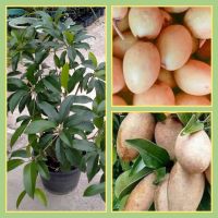 ต้นละมุดกระสวยมาเลย์ (กิ่งตอน) [Malaysia sapodilla]