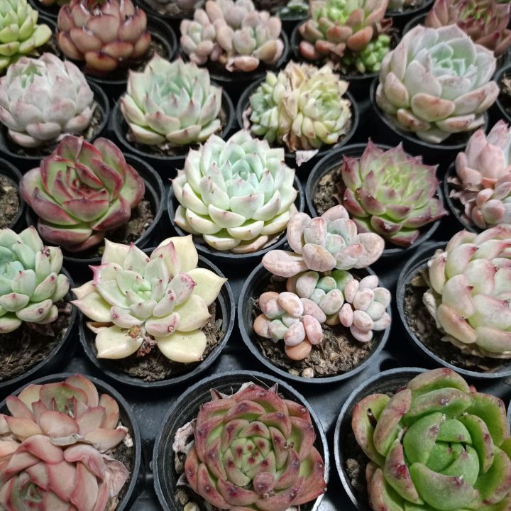 พร้อมส่ง-กุหลาบหิน-hybrid-ไม้อวบน้ำ-ไฮบริด-สายพันธุ์ใหม่ๆ-กระถาง-5-cm-succulent-echeveria-haworthia-lithop-cactus