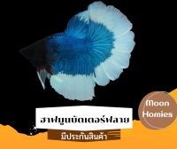 ปลากัดฮาฟมูน บลูบัตเตอร์ฟลาย ปลากัดสวยงามหางยาว Butterfly HM มีประกันสินค้า