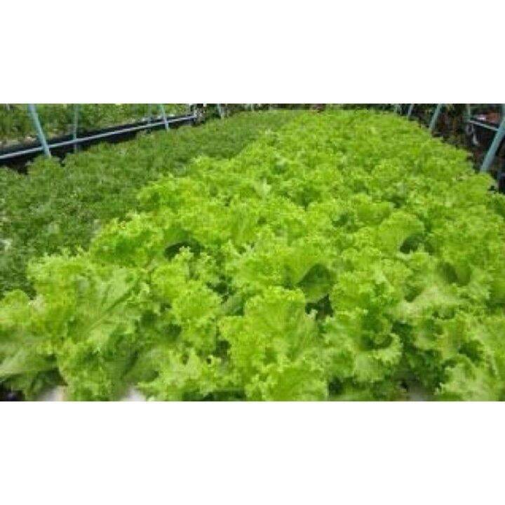 เมล็ด-ผักกาดหอม-lettuce-บรรจุ-500-เมล็ด-ผักสลัด