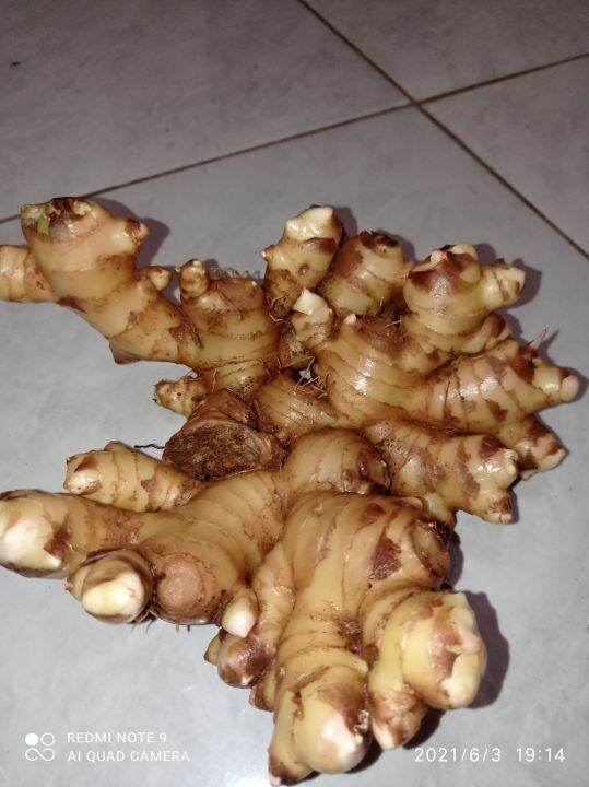Jahe gajah putih super, 1kg Lazada Indonesia