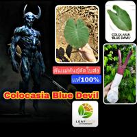 เเท้100% Colocasia Blue devil ต้นเเม่พันธุ์ ตัดใบส่ง บอนจอมมารบลู เป็นบอน คล้ายคลึงกับ colocasia Blue Hawaii ใบเข้มกว่า