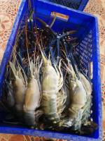 &amp;lt;&amp;lt;ส่งฟรี&amp;gt;&amp;gt; กุ้งแม่น้ำ 2-3 ตัวโล (JP store by Supreme seafood)