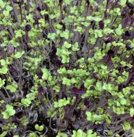 เมล็ด มิซูน่า ไมโครกรีน mizuna Microgreen