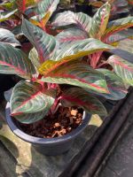 ต้นอำนาจเจริญ อโกลนีมา  Aglaonema sp. ‘Uanatcharoen’