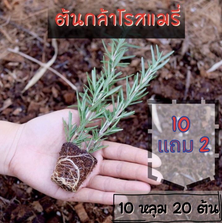 ต้นกล้าโรสแมรี่-10-แถม-2-rosemary-สมุนไพรฝรั่ง