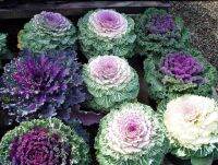 เมล็ดพันธุ์ ปูเล่ ประดับ คละสี (Osaka Series Mix Ornamental Cabbage Seed) บรรจุ 5 เมล็ด