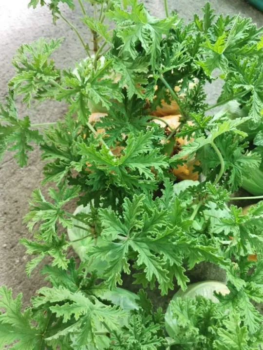 Live Malvarosa/ Citronella Malvarosa Herbal Plant 2pots Lazada PH