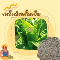 เมล็ดพันธุ์ ผักสลัด ลิตเติ้ลเจ็ม 1000 เมล็ด Little Gem Lettuce เมล็ดพันธุ์แท้ นำเข้าจากต่างประเทศ ปลูกผัก โตไว ปลูกง่าย