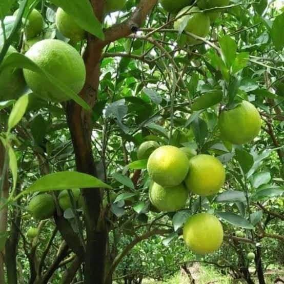 ต้นส้มเช้งหวาน-แบบเพาะเมล็ด-ปีเดียวติดผล-ผลดกรสหวานช่ำ