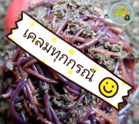 ไส้เดือน BLUEWORM 1 กก. ตัวล้วน จัดส่งเฉพาะ กทม.ปริมณฑลเท่านั้น