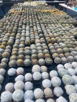 แมมขนนกขาว mammillaria plumosa